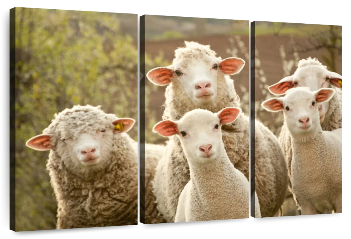 Stunned Sheep Wall Art – Rushing Boots