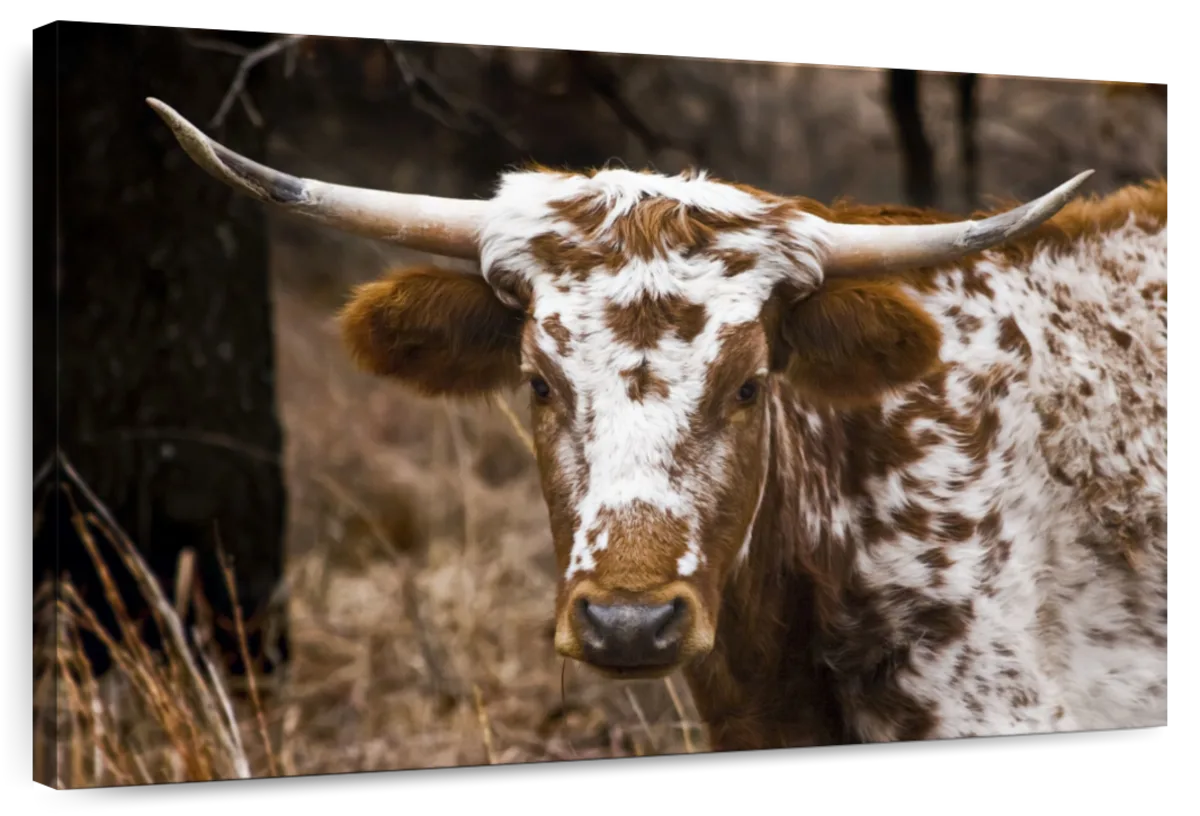 Longhorn Bull Wall Art