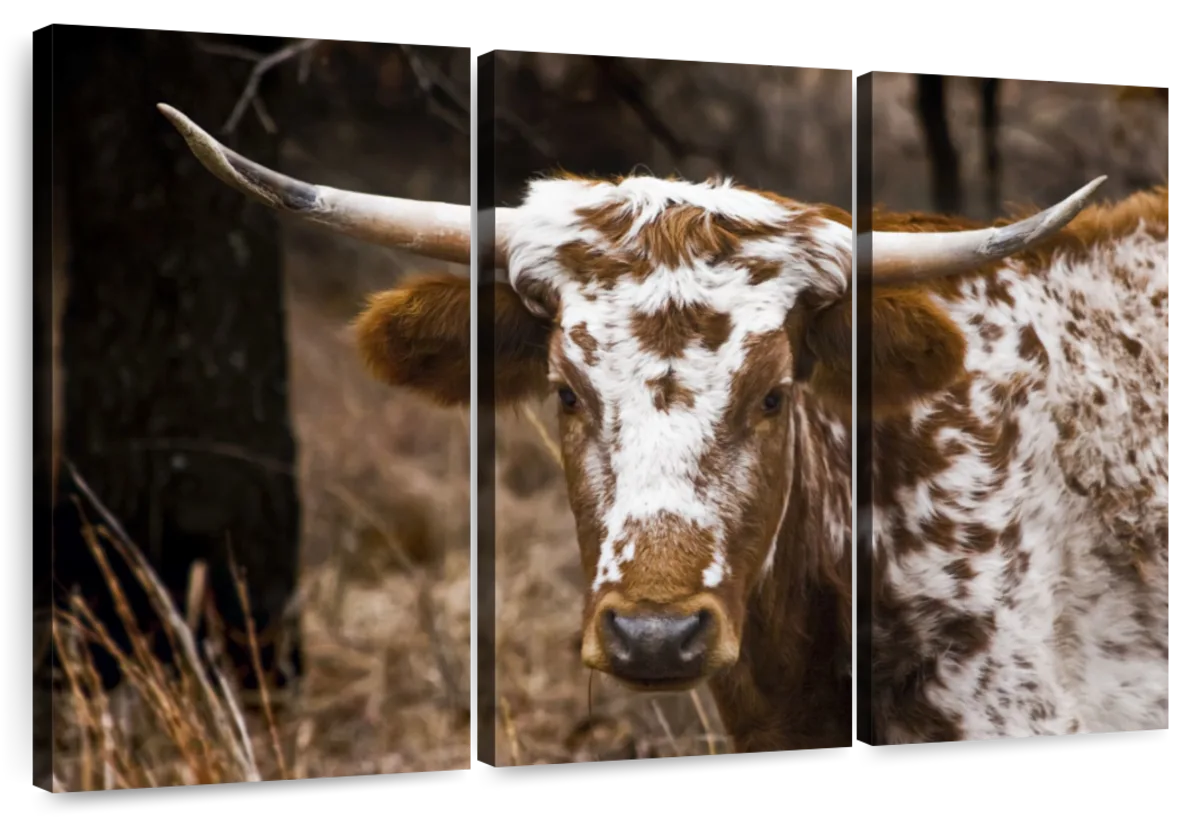 Longhorn Bull Wall Art