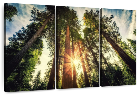 Redwood Trees Sunset Wall Art