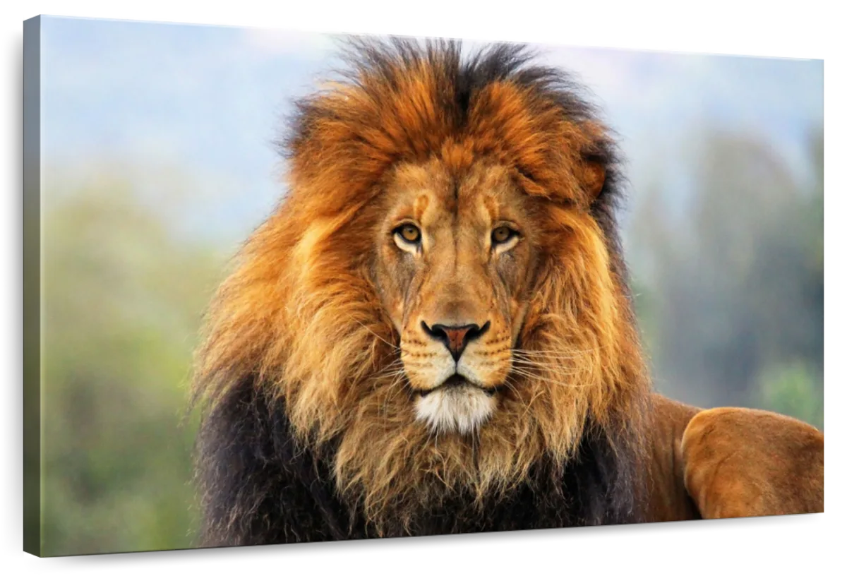 Proud Lion Wall Art