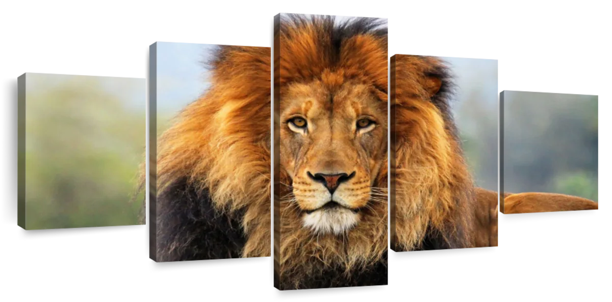 Proud Lion Wall Art