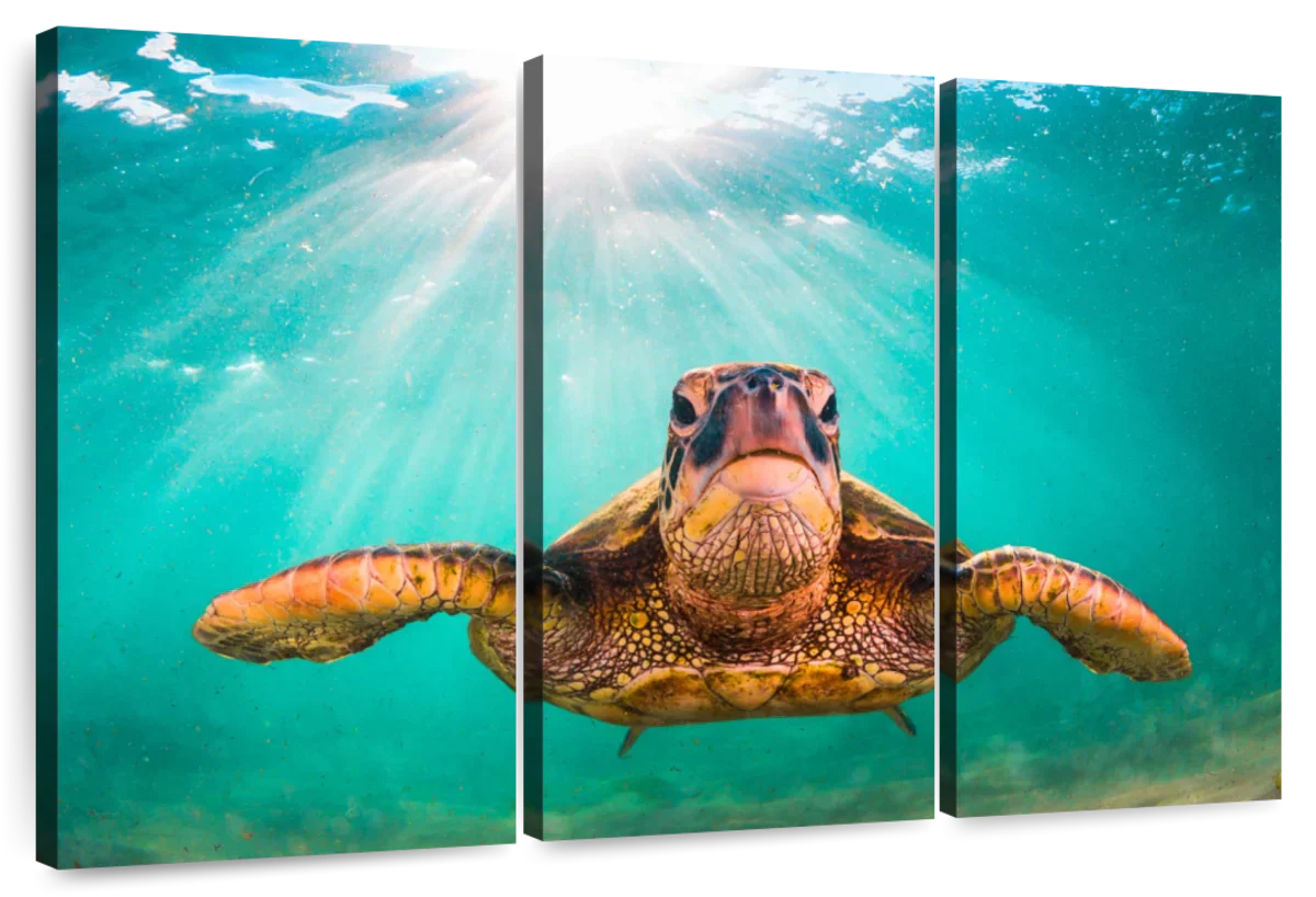 Maui Green Turtle Wall Art