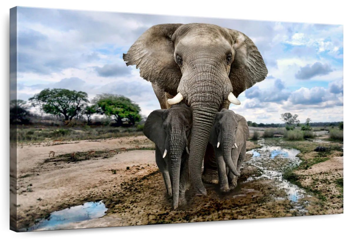 Safari Elephants Wall Art