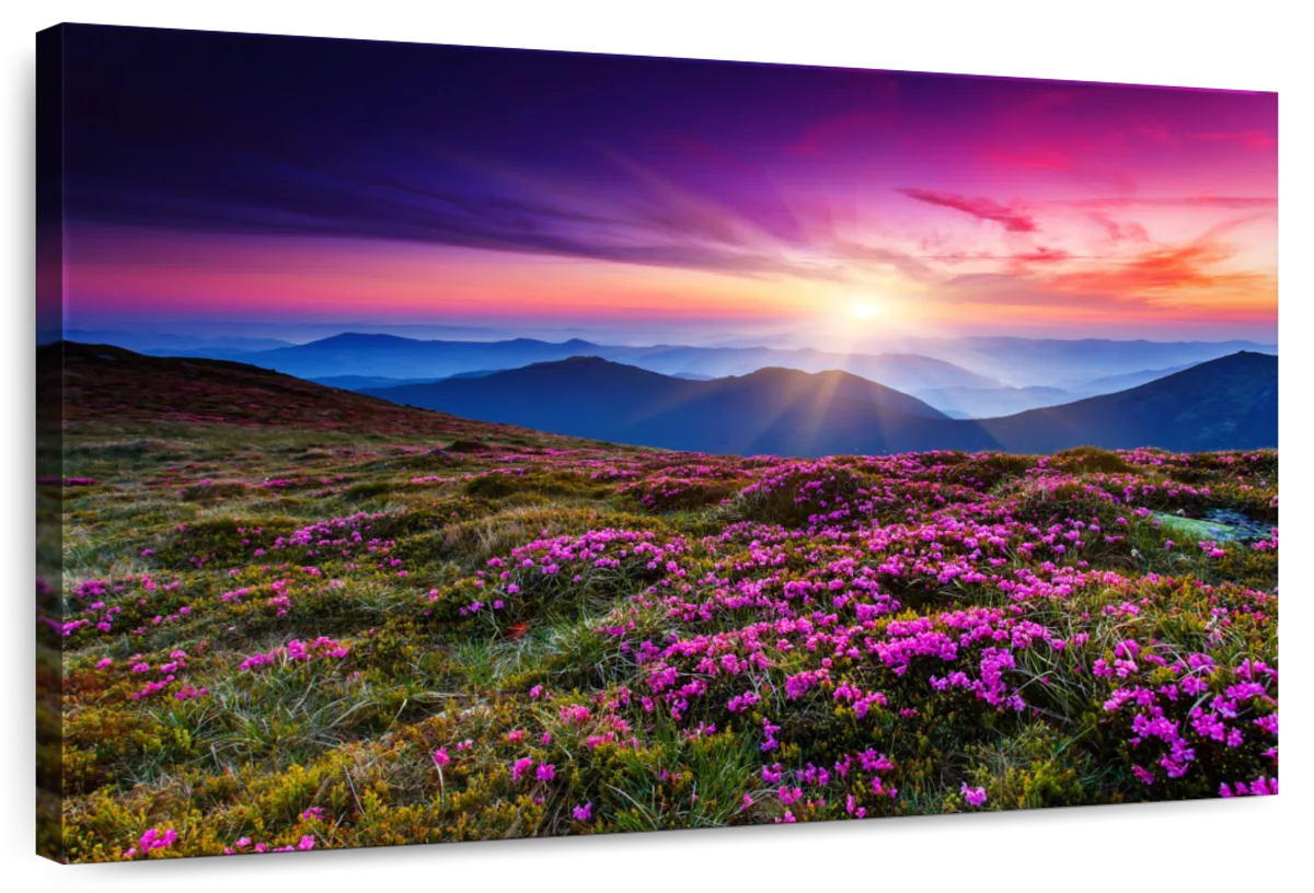 Pink Flowers At Sunset Wall Art