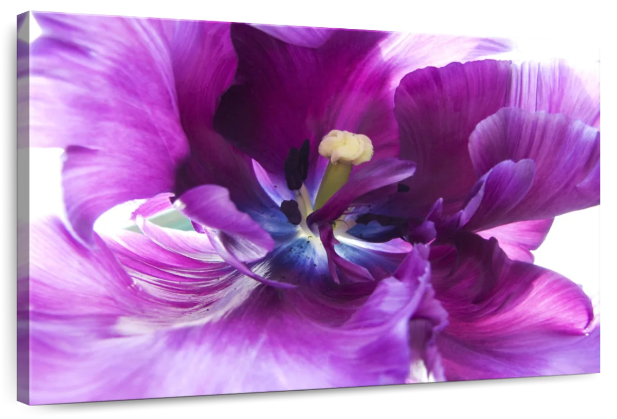 Purple Flower Wall Art