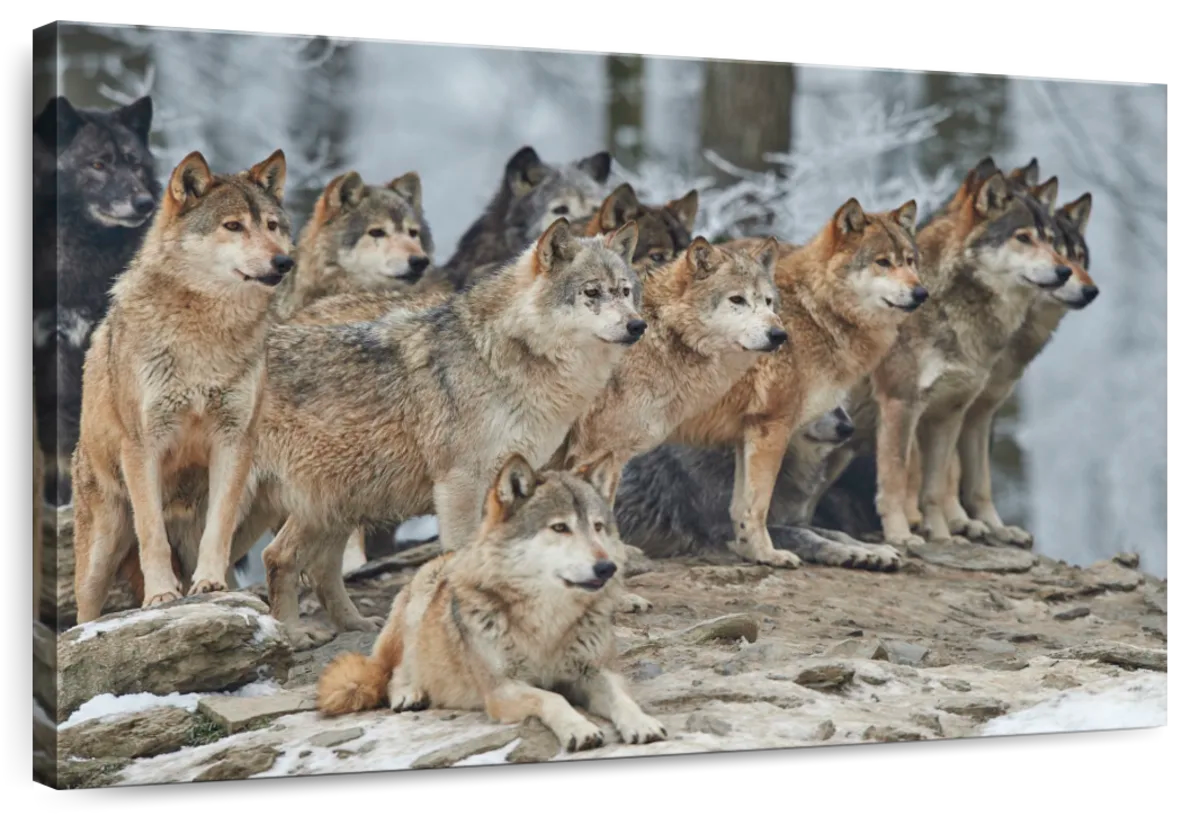 Wild Wolf Pack Wall Art