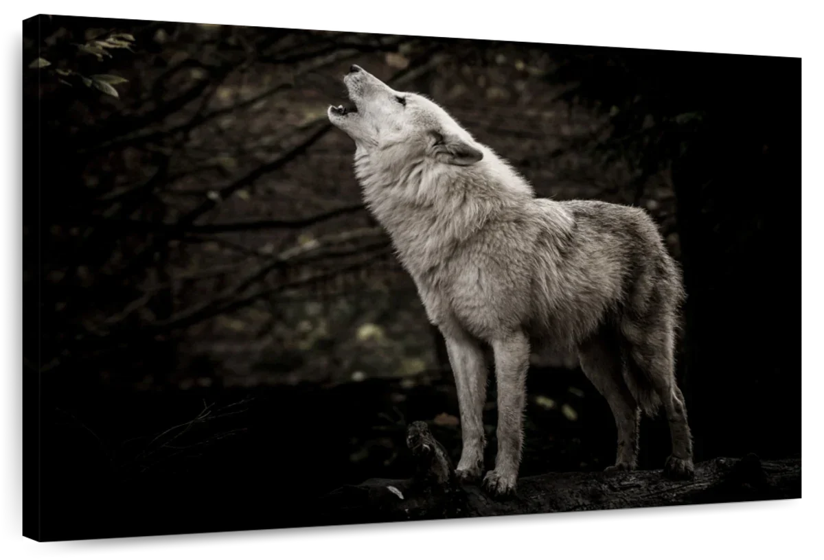 The Lone Wolf Wall Art