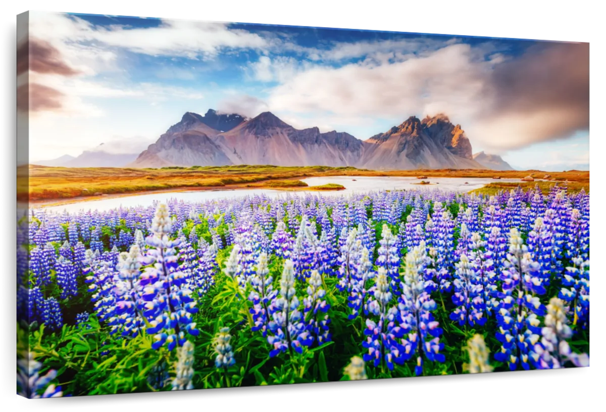 Majestic Lupines Wall Art