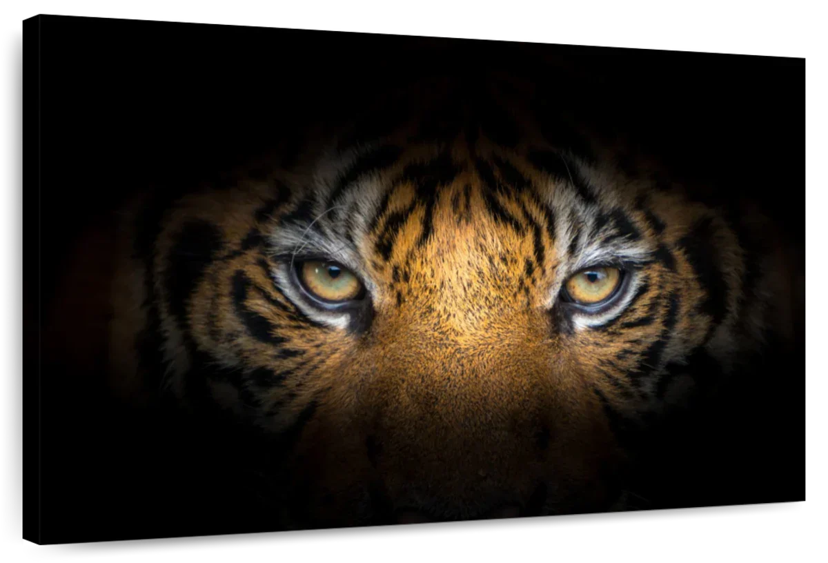 Tiger Gaze Wall Art