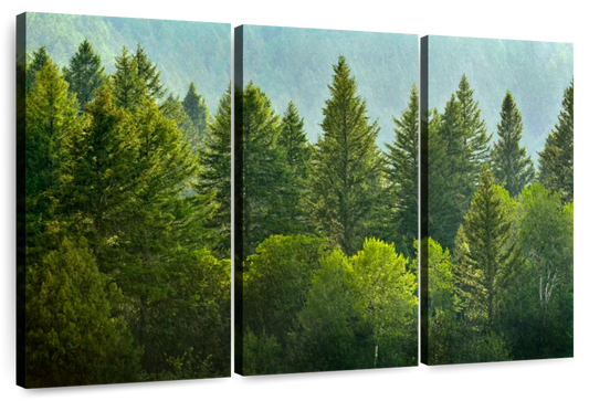 Lush Green Pine Trees Wall Art