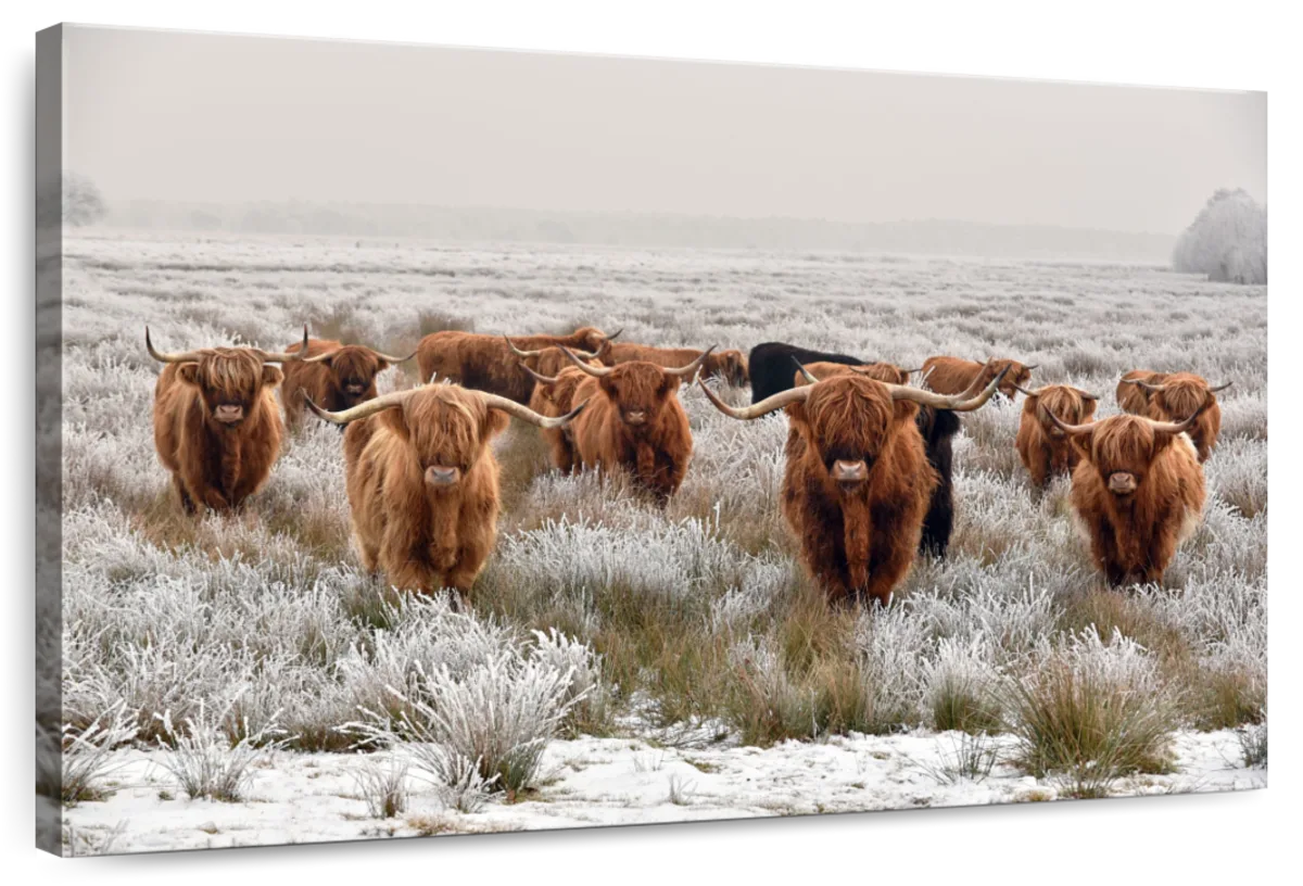 Winter Highland Cows Wall Art – Rushing Boots