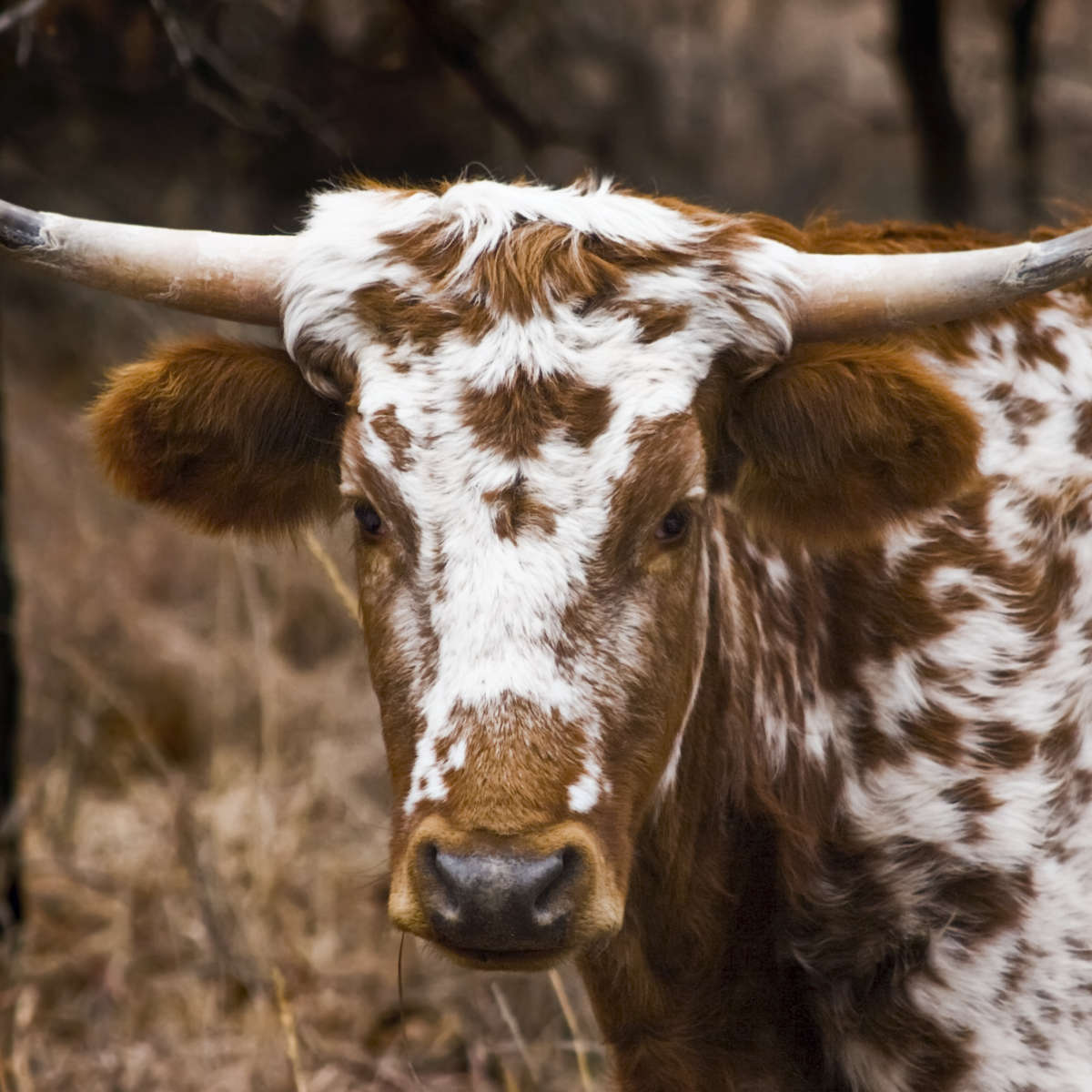 Longhorn Bull Wall Art