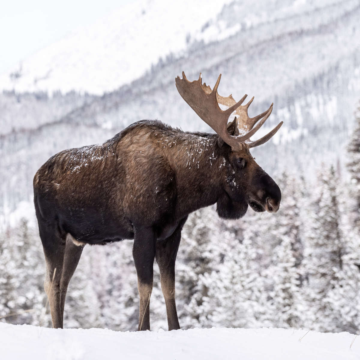 Snowy Moose Wall Art