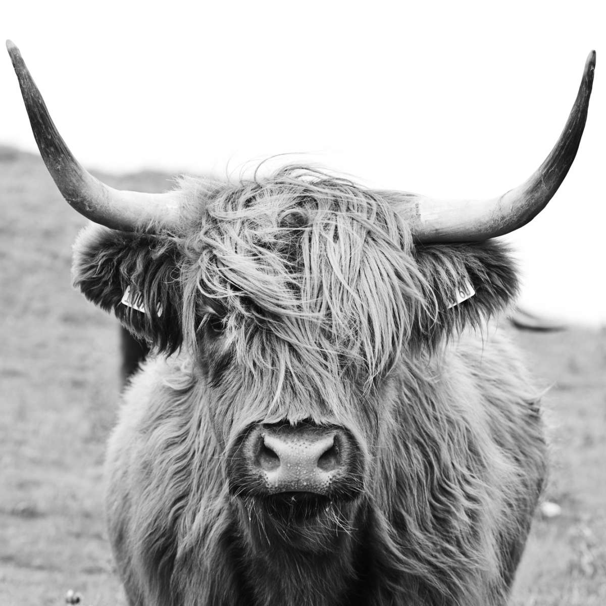 Solitary Highland Cow Wall Art