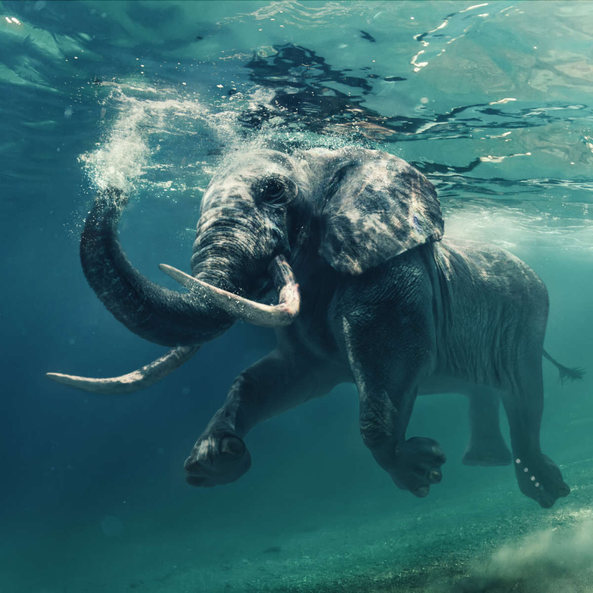 Swimming Elephant Wall Art