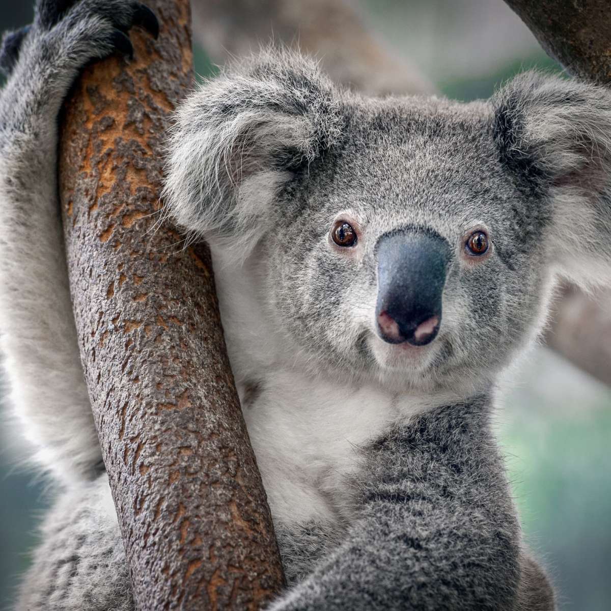 Happy Koala Wall Art