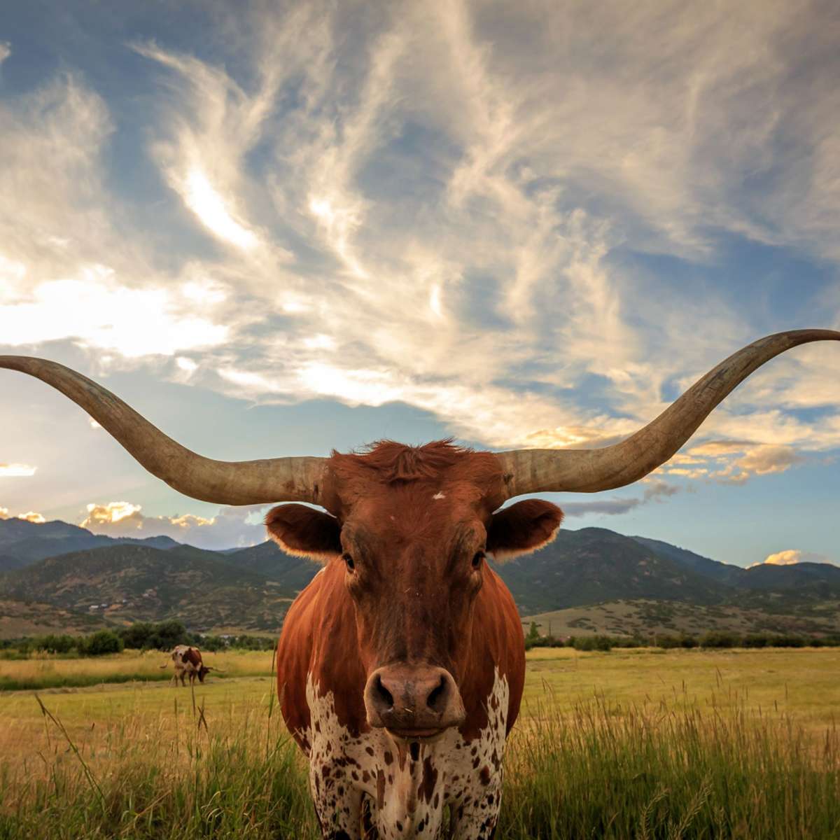 Mighty Longhorn Wall Art