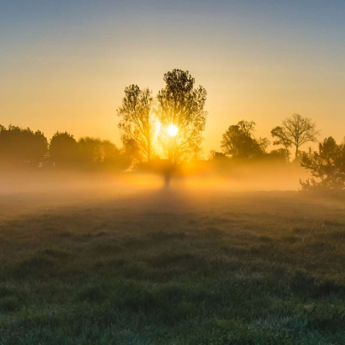 Misty Meadow At Sunrise Wall Art