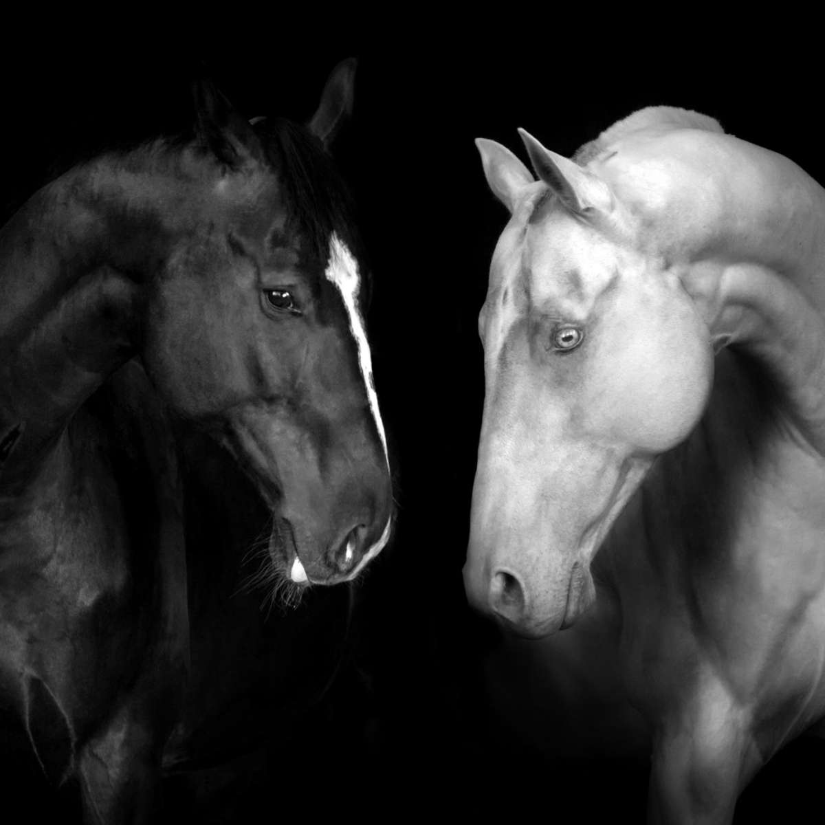 Monochromatic Horses Wall Art