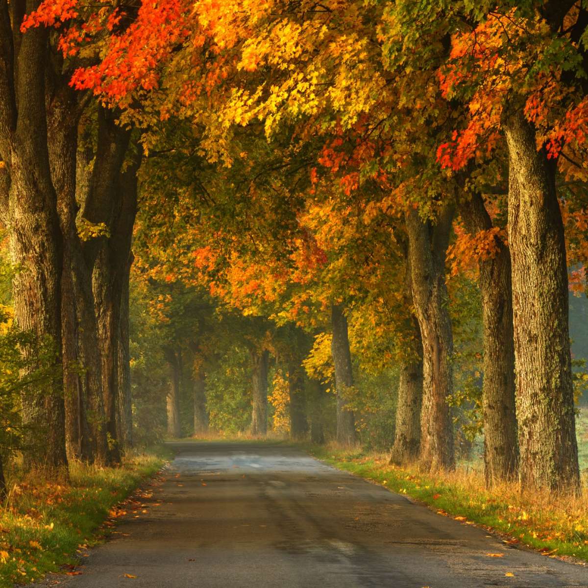 Polish Autumn Road Wall Art