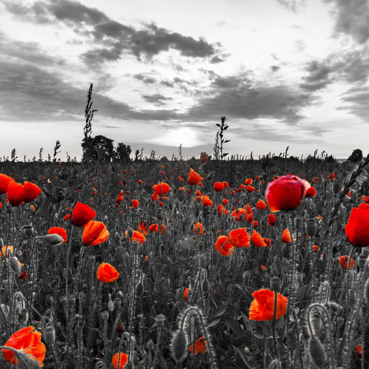 Poppy Field At Dusk Pop Wall Art