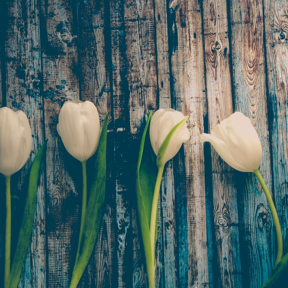 Pristine White Tulips Wall Art