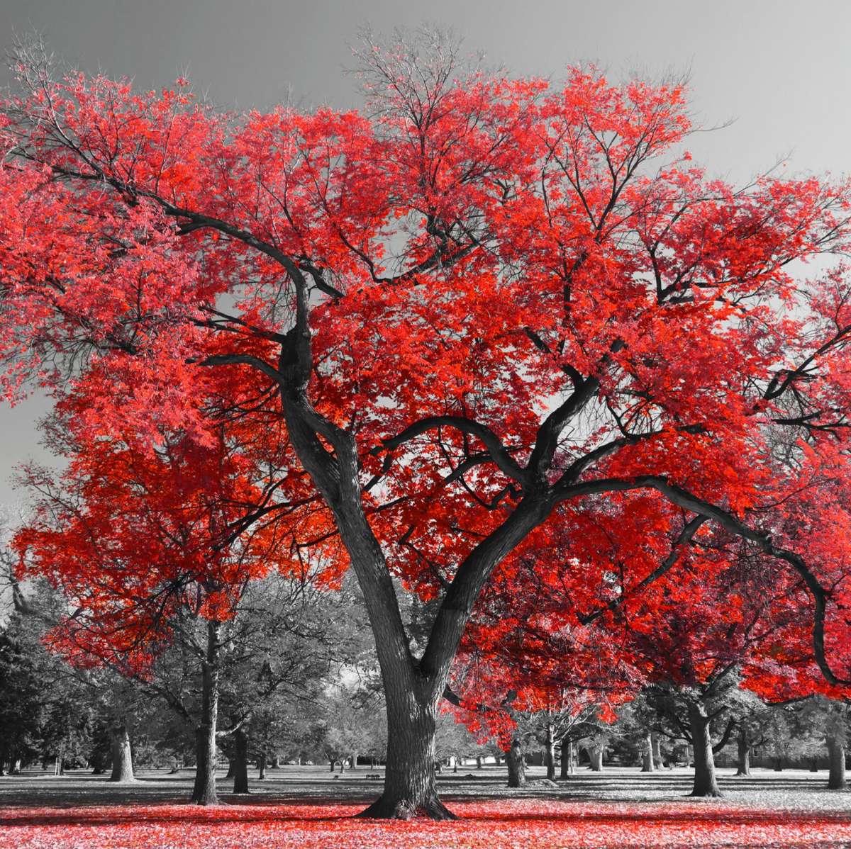 Red Tree Wall Art