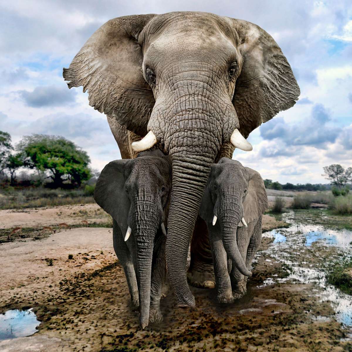 Safari Elephants Wall Art