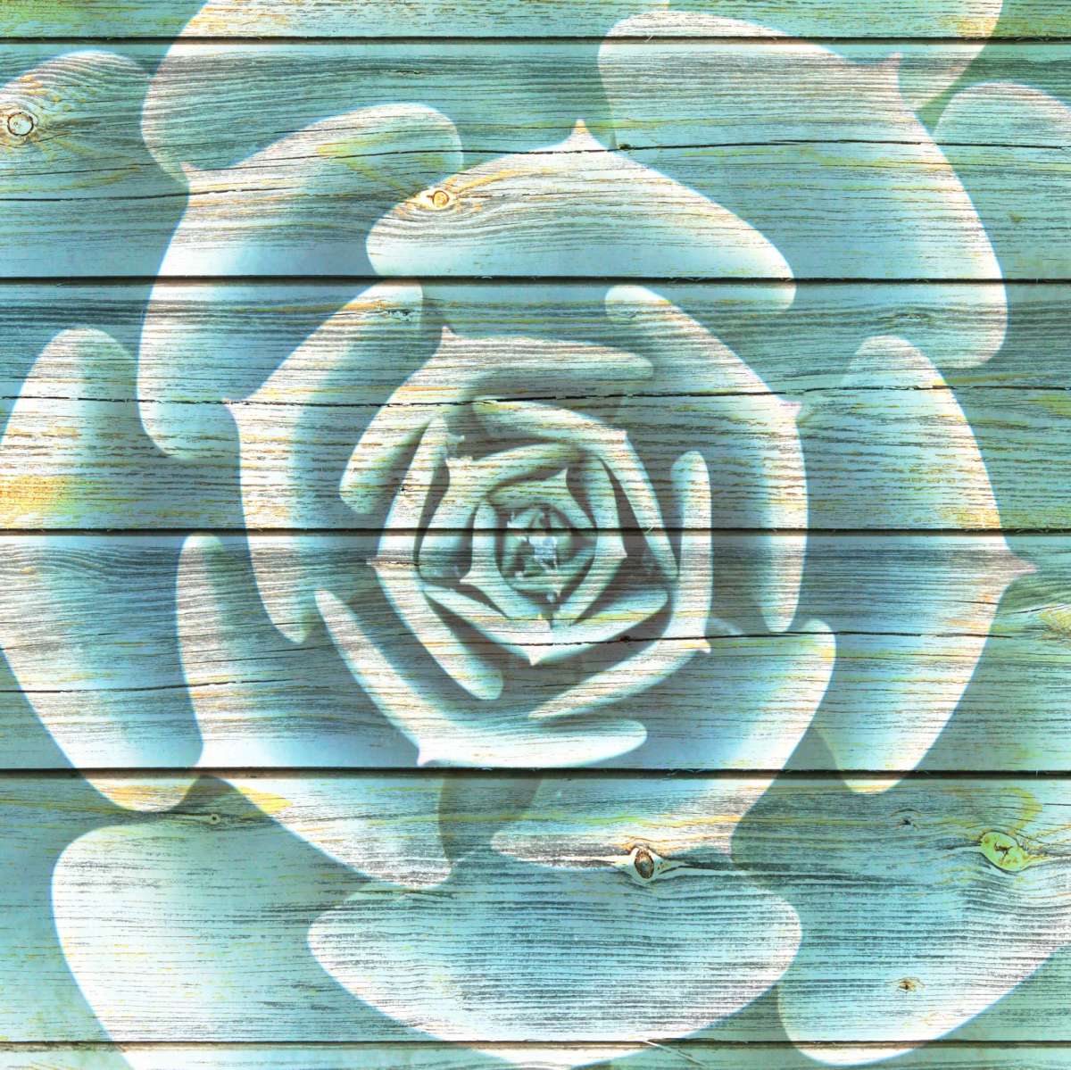 Succulent Plant Bloom Wall Art