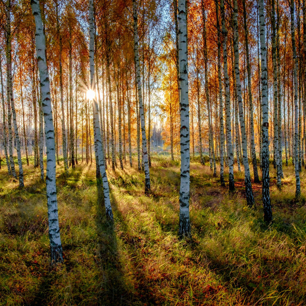 Swedish Birch Forest Wall Art