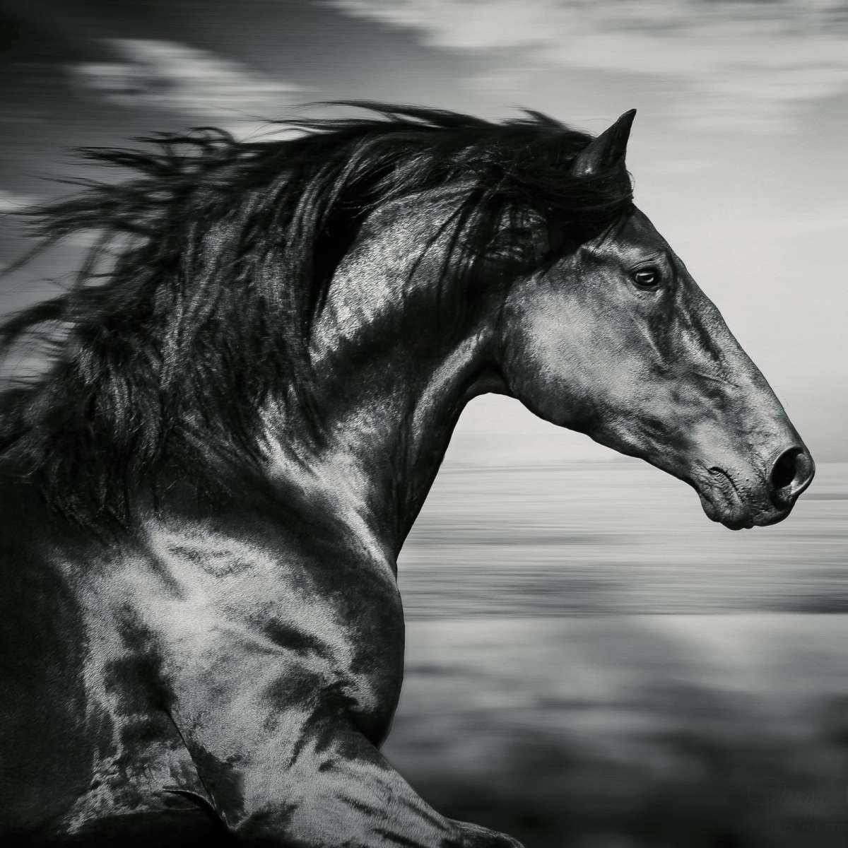 Thoroughbred Wall Art