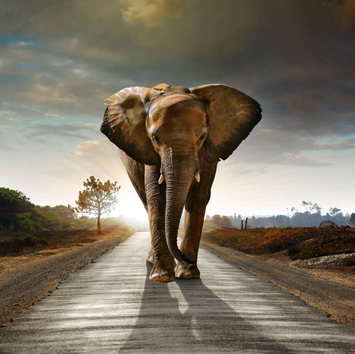 Walking Lone Elephant Wall Art