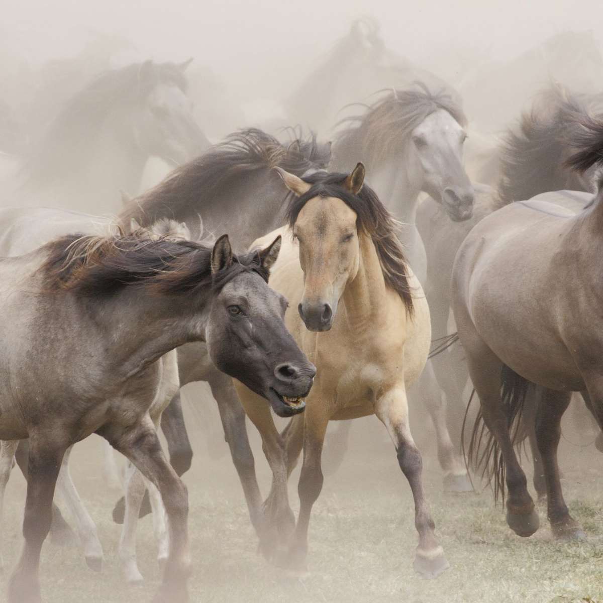 Wild Horse Stampede Wall Art