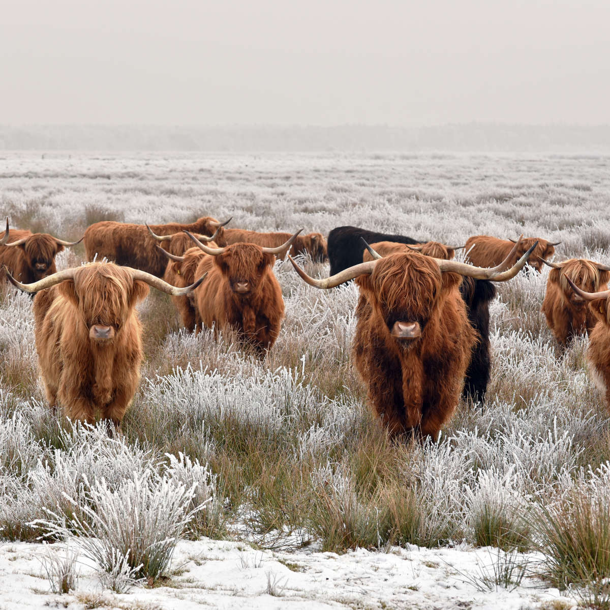 Winter Highland Cows Wall Art