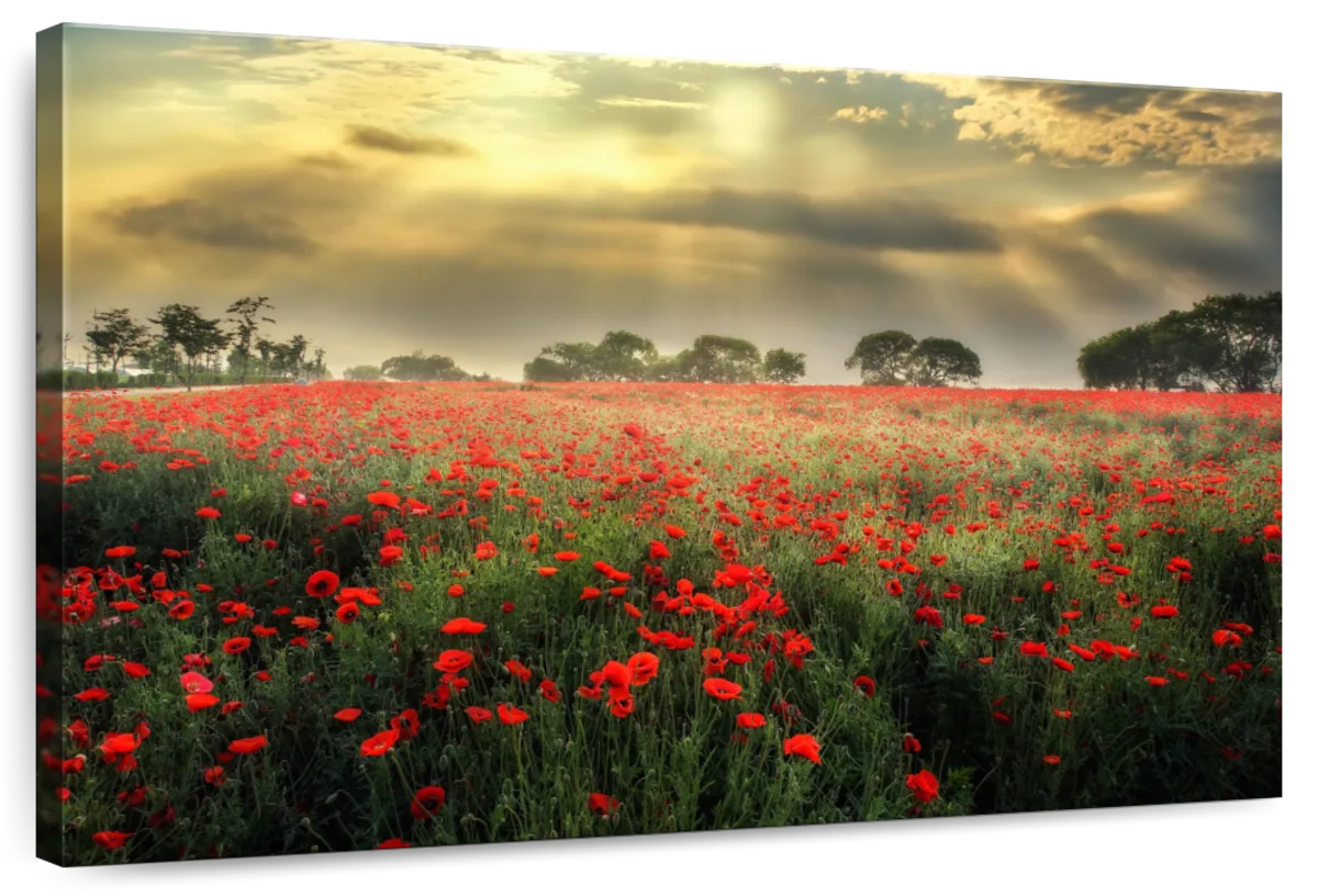 Scandinavian Poppy Field Wall Art