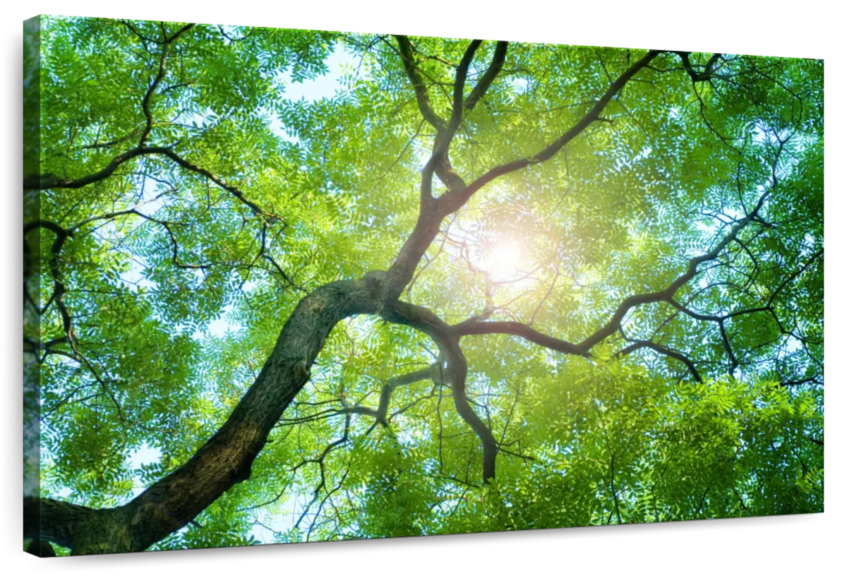 Tree Canopy Sunshine Wall Art