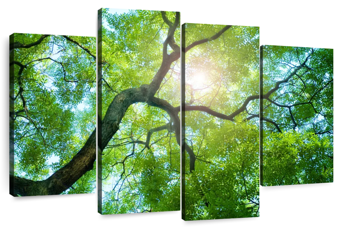 Tree Canopy Sunshine Wall Art