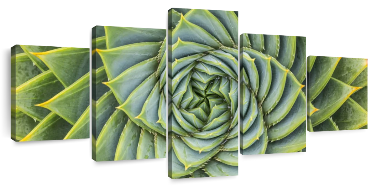 Spiral Succulent Wall Art