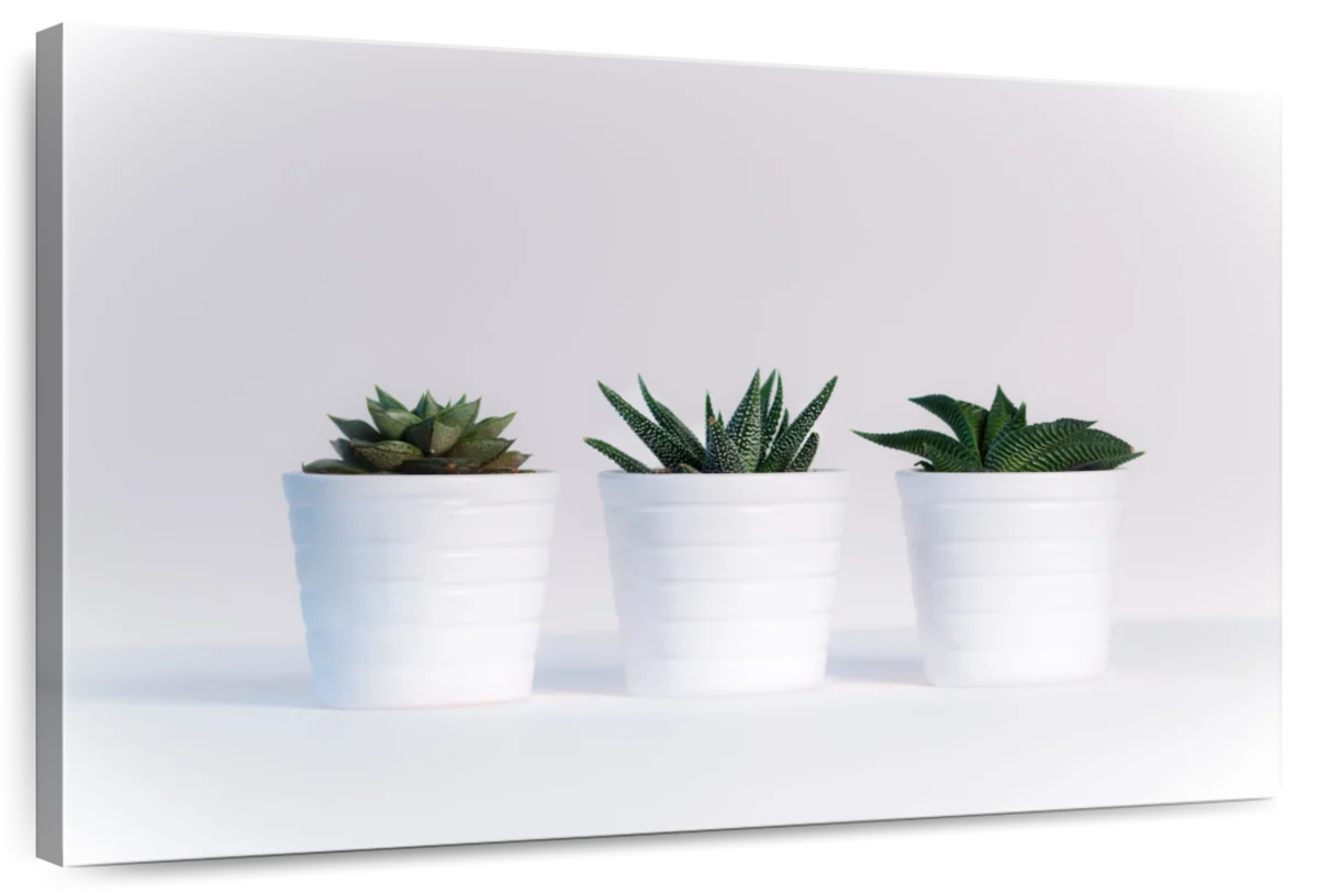 Three Succulents Wall Art