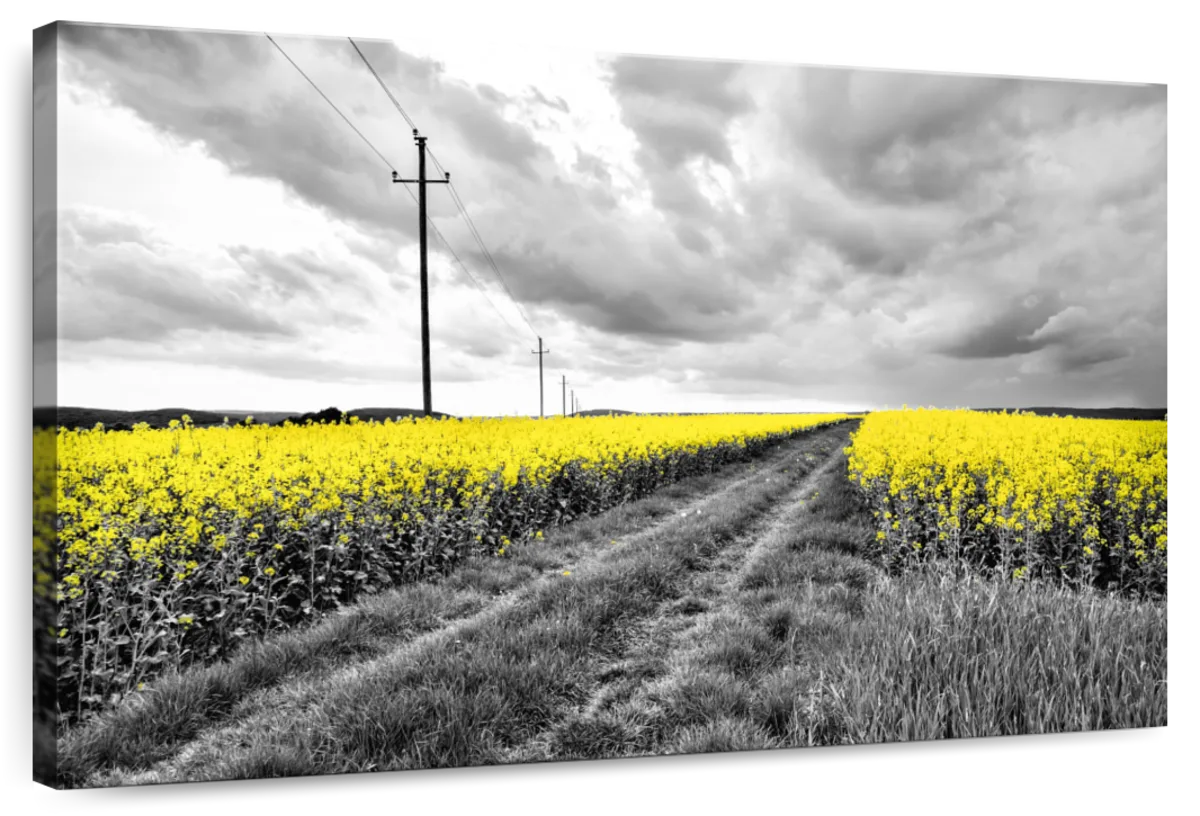 Pop Yellow Flower Field Wall Art