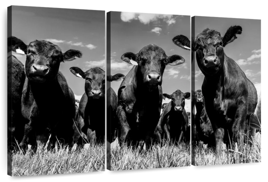 Monochrome Angus Cows Wall Art