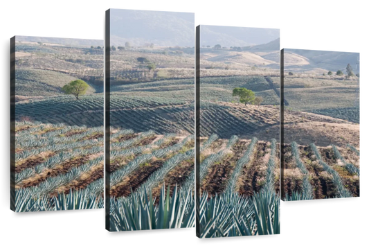 Tequila Jalisco Agave Field Wall Art