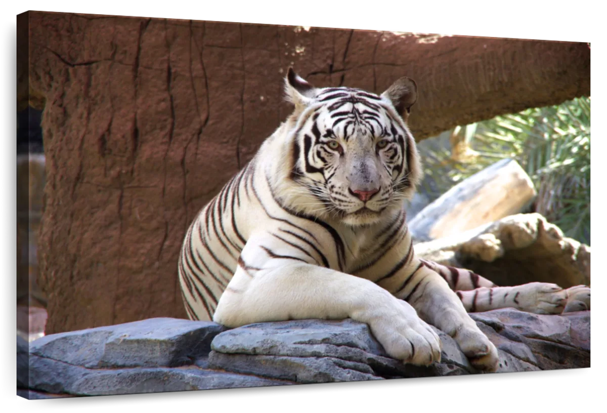 Resting White Tiger Wall Art