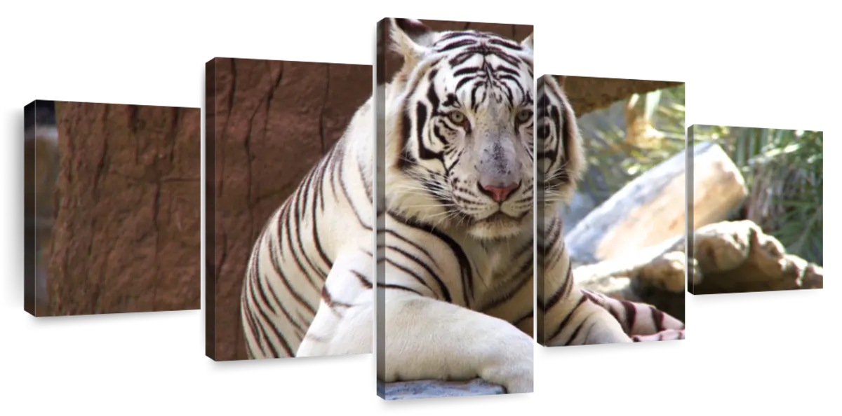 Resting White Tiger Wall Art