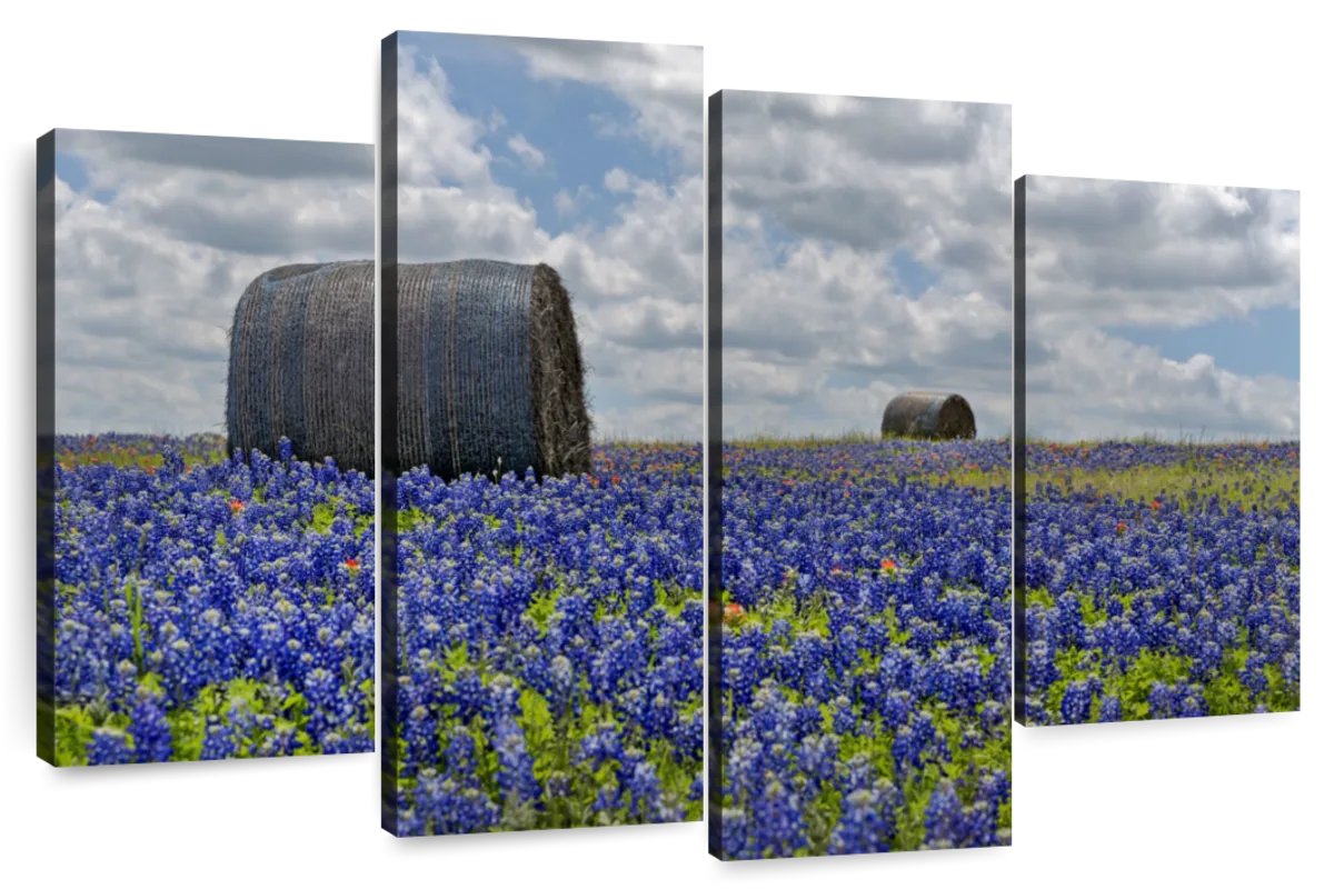 Texas Bluebonnets Wall Art