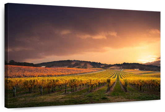 South Australia Vineyard Wall Art