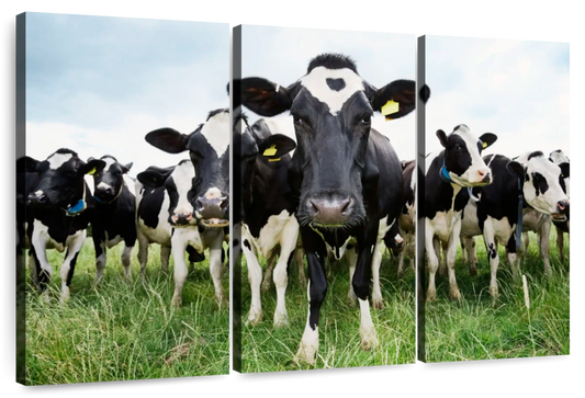 Holstein Cows Wall Art